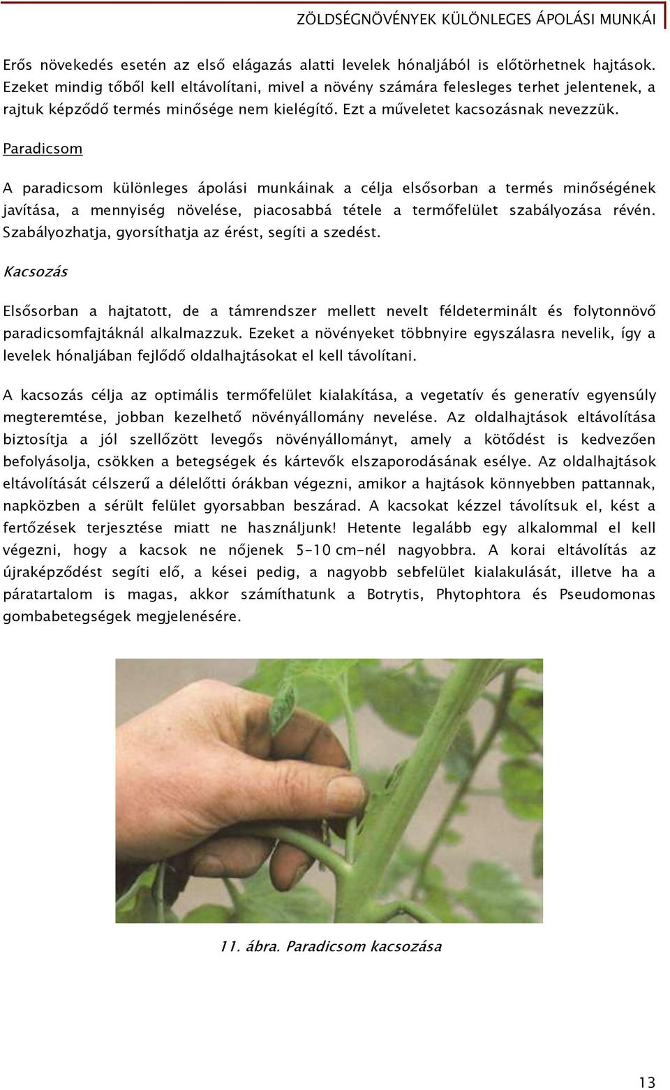 Paradicsom A paradicsom különleges ápolási munkáinak a célja elsősorban a termés minőségének javítása, a mennyiség növelése, piacosabbá tétele a termőfelület szabályozása révén.