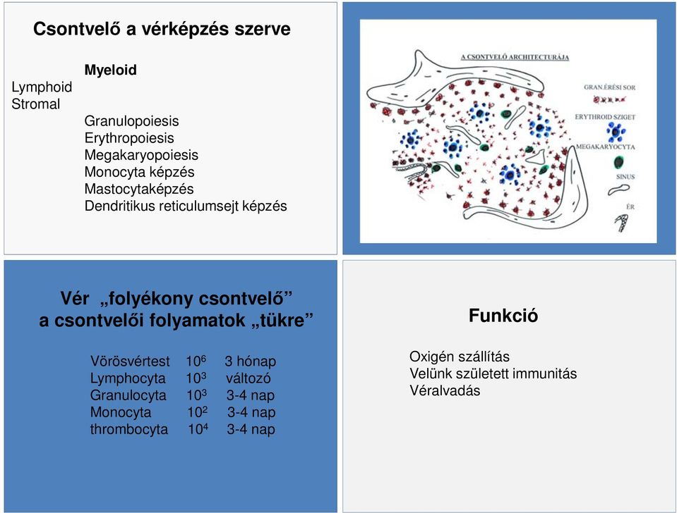 csontvelői folyamatok tükre Vörösvértest 10 6 3 hónap Lymphocyta 10 3 változó Granulocyta 10 3 3-4