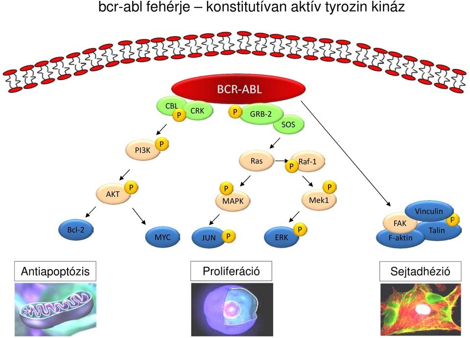 Bcl-2 AKT P MYC JUN P MAPK P ERK P Mek1 P Vinculin