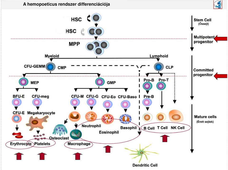 rendszer betegségei A haemopoeticus