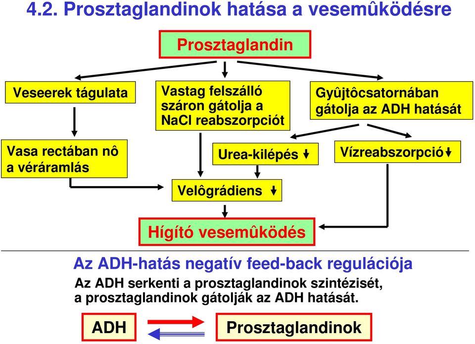 Gyûjtôcsatornában gátolja az ADH hatását Vízreabszorpció Hígító vesemûködés Az ADH-hatás negatív