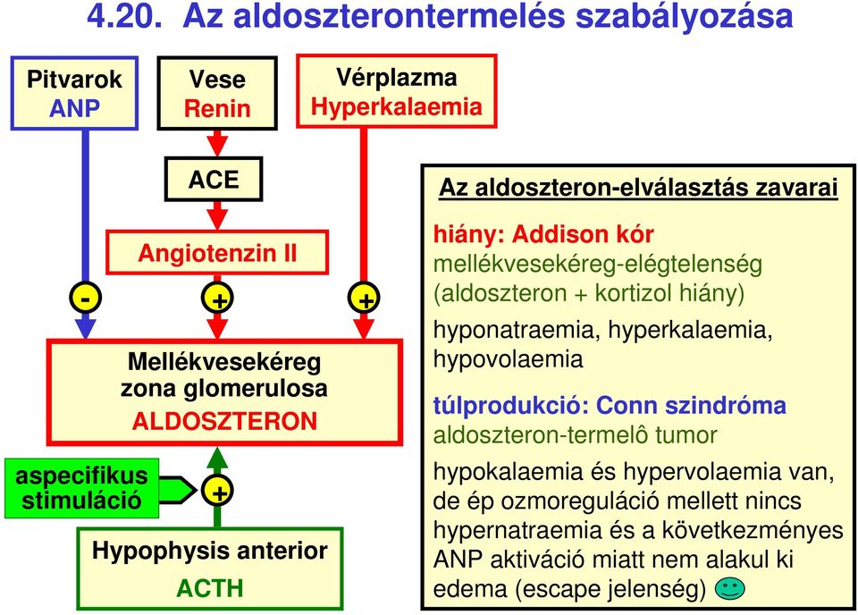 mellékvesekéreg-elégtelenség (aldoszteron + kortizol hiány) hyponatraemia, hyperkalaemia, hypovolaemia túlprodukció: Conn szindróma