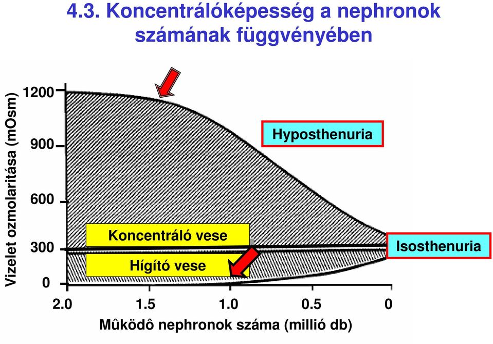 Hyposthenuria 900 600 Koncentráló vese 300 Hígító