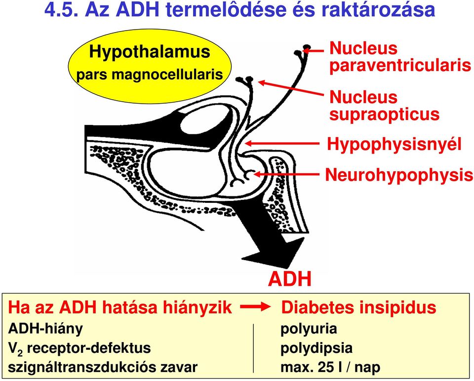 Neurohypophysis ADH Ha az ADH hatása hiányzik Diabetes insipidus