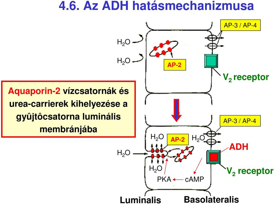 a gyûjtôcsatorna luminális membránjába H 2 O H 2 O AP-2 H 2 O
