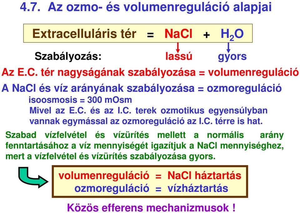 tér nagyságának szabályozása = volumenreguláció A NaCl és víz arányának szabályozása = ozmoreguláció isoosmosis = 300 mosm Mivel az E.C. és az I.C. terek ozmotikus egyensúlyban vannak egymással az ozmoreguláció az I.