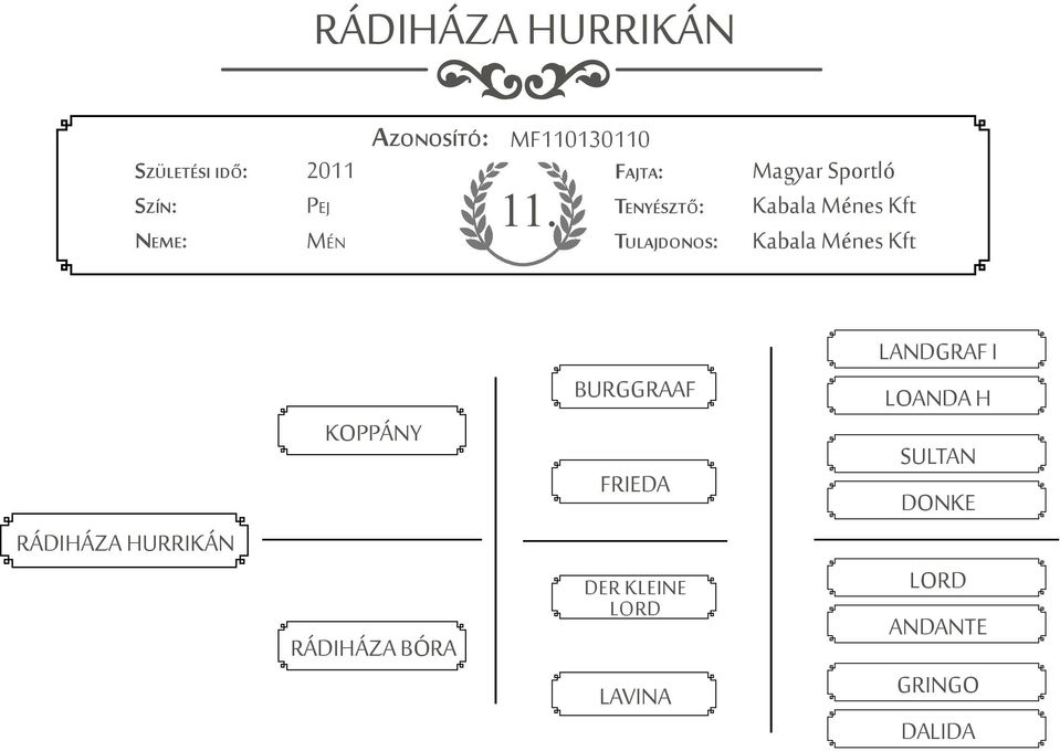 HURRIKÁN KOPPÁNY RÁDIHÁZA BÓRA BURGGRAAF FRIEDA DER KLEINE