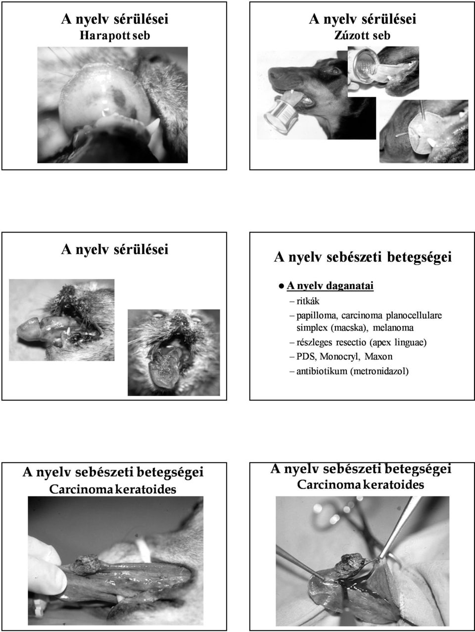 simplex (macska), melanoma részleges resectio (apex linguae) PDS,