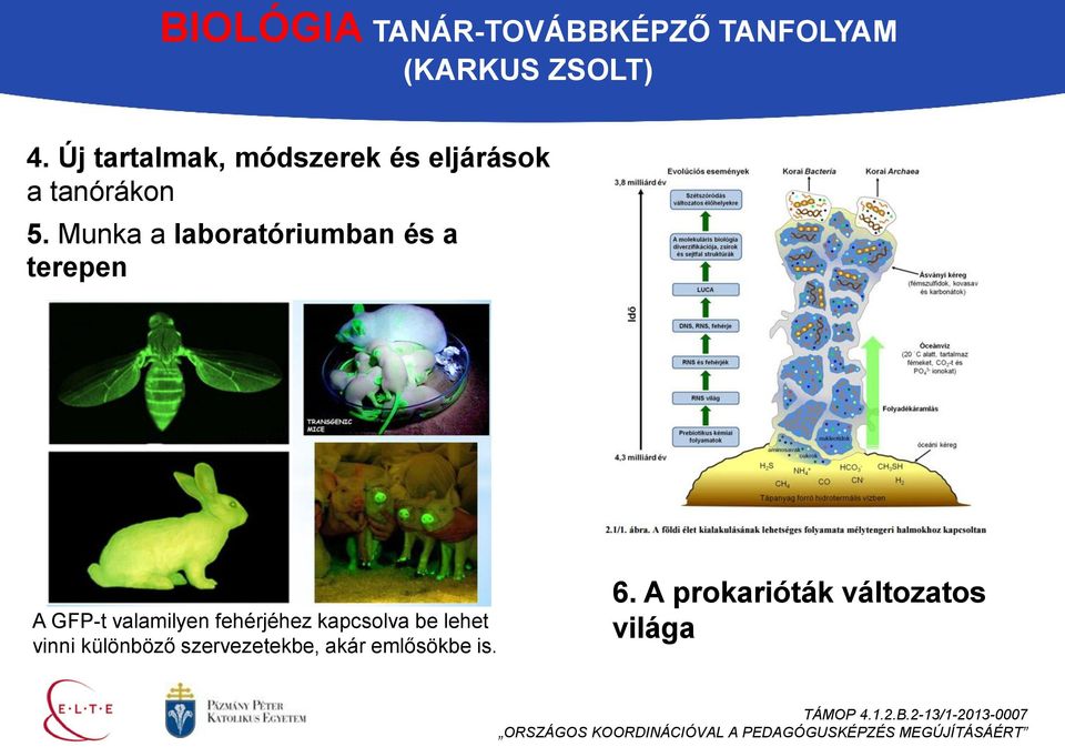 Munka a laboratóriumban és a terepen A GFP-t valamilyen fehérjéhez kapcsolva be