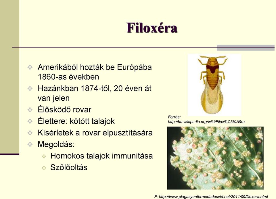 elpusztítására Megoldás: Homokos talajok immunitása Szőlőoltás Forrás: http://hu.