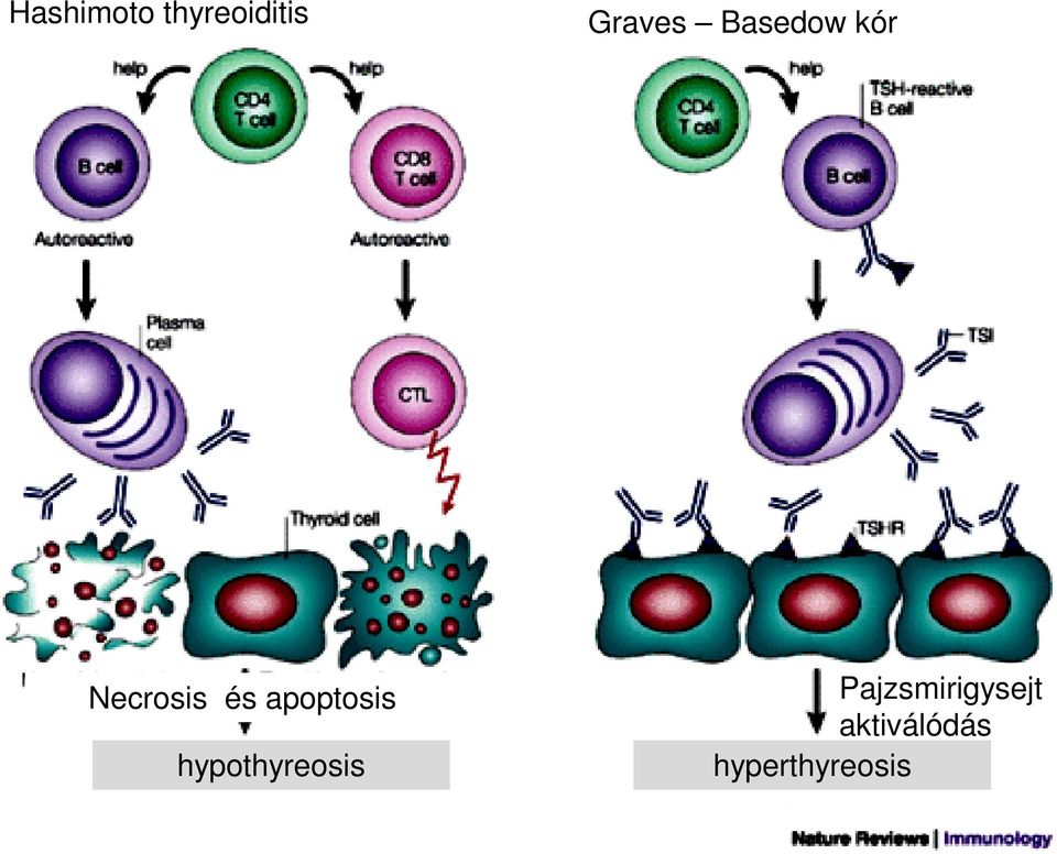 apoptosis hypothyreosis