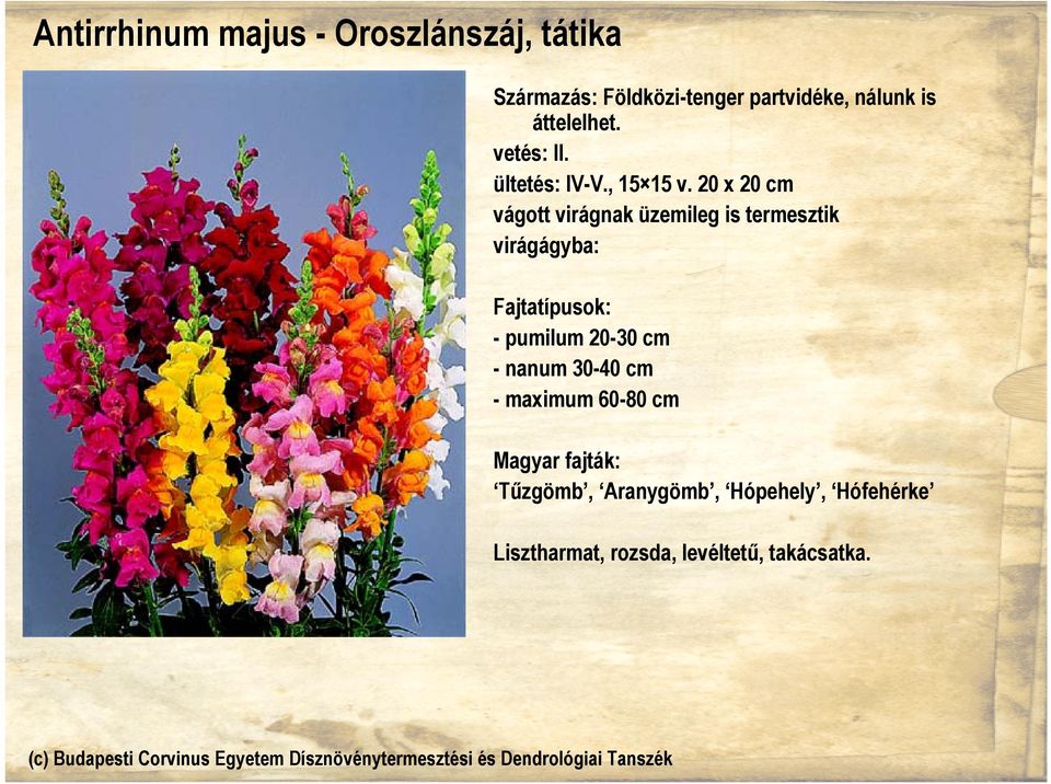 20 x 20 cm vágott virágnak üzemileg is termesztik virágágyba: Fajtatípusok: - pumilum 20-30