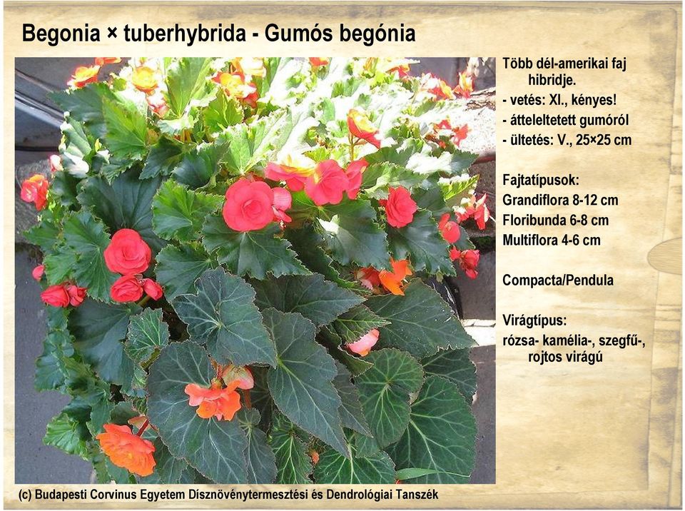 , 25 25 cm Fajtatípusok: Grandiflora 8-12 cm Floribunda 6-8 cm