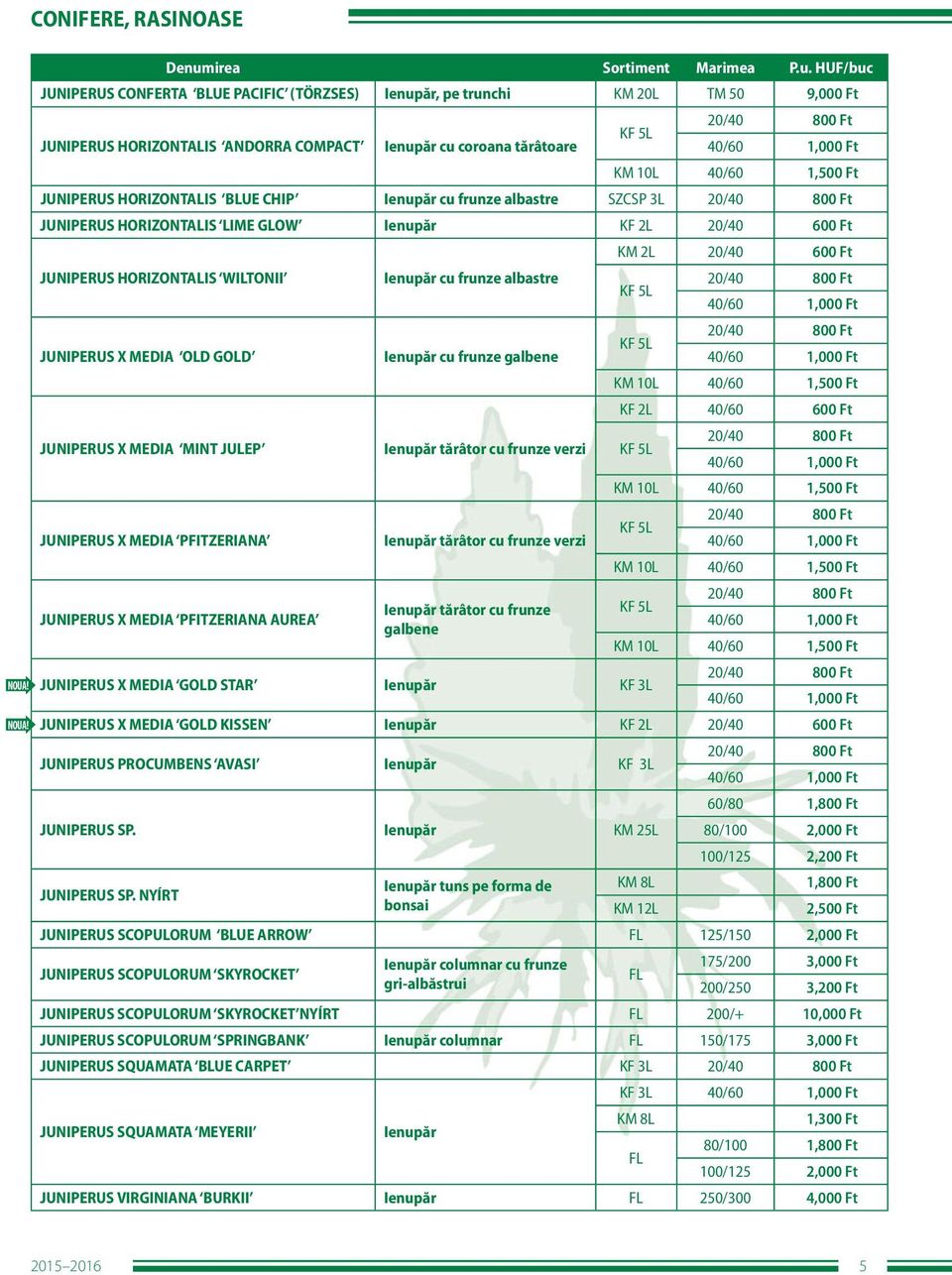MEDIA OLD GOLD JUNIPERUS X MEDIA MINT JULEP JUNIPERUS X MEDIA PFITZERIANA Ienupăr cu frunze albastre Ienupăr cu frunze galbene Ienupăr tărâtor cu frunze verzi Ienupăr tărâtor cu frunze verzi 20/40