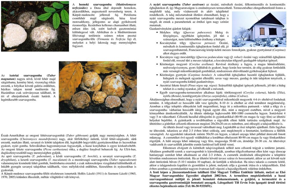 A homoki szarvasgomba (Mattirolomyces terfezioides) a Duna által deponált homokon, akácerdıkben, augusztustól novemberig terem. A Kárpát-medencére jellemzı faj.