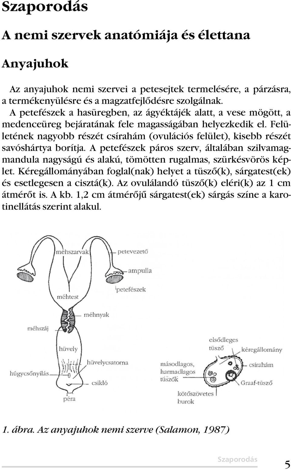 Felületének nagyobb részét csírahám (ovulációs felület), kisebb részét savóshártya borítja.