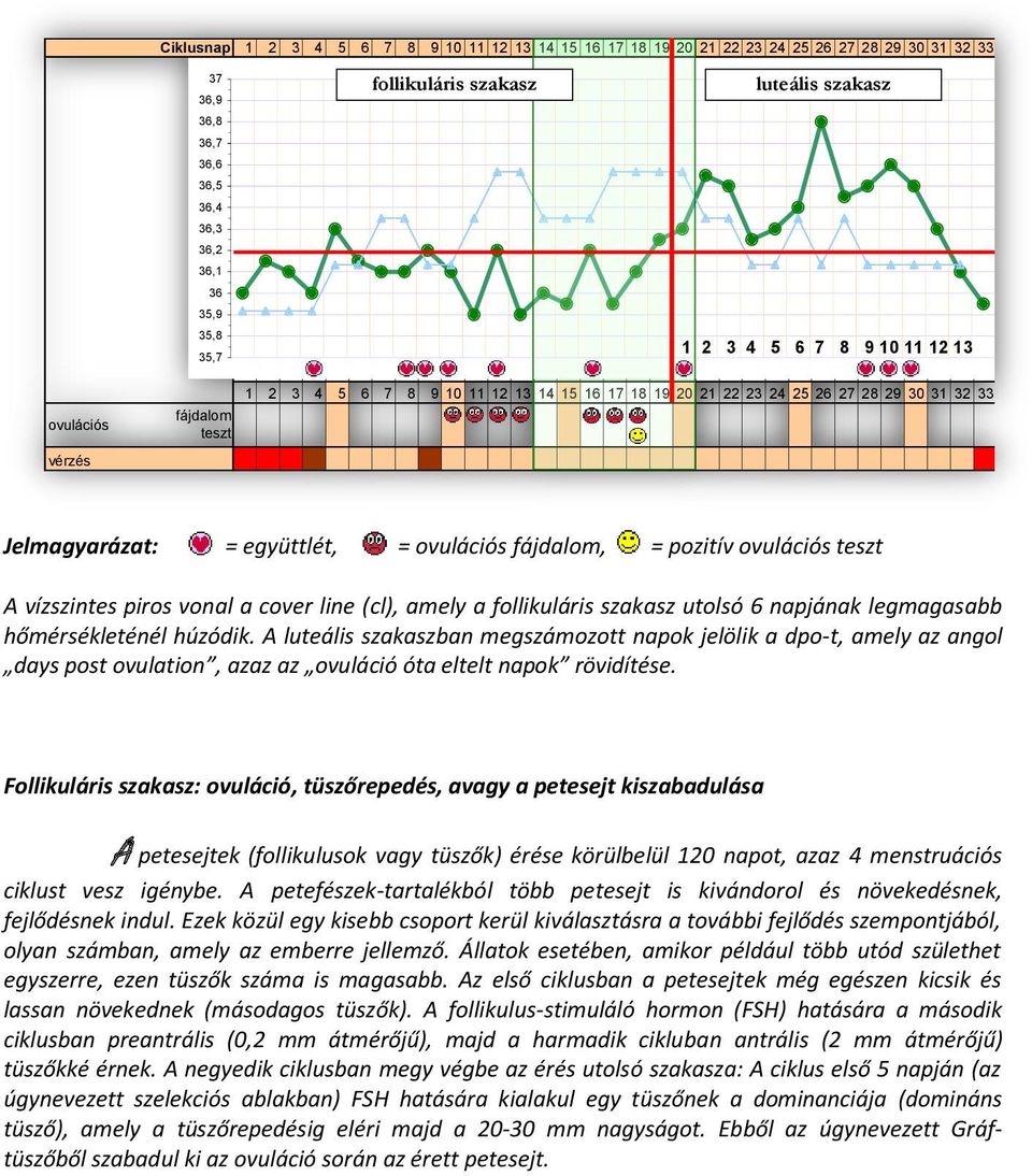 fájdalom, = pozitív ovulációs teszt A vízszintes piros vonal a cover line (cl), amely a follikuláris szakasz utolsó 6 napjának legmagasabb hőmérsékleténél húzódik.