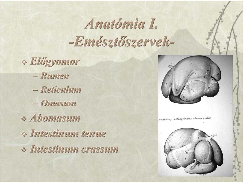 -Emésztőszervek