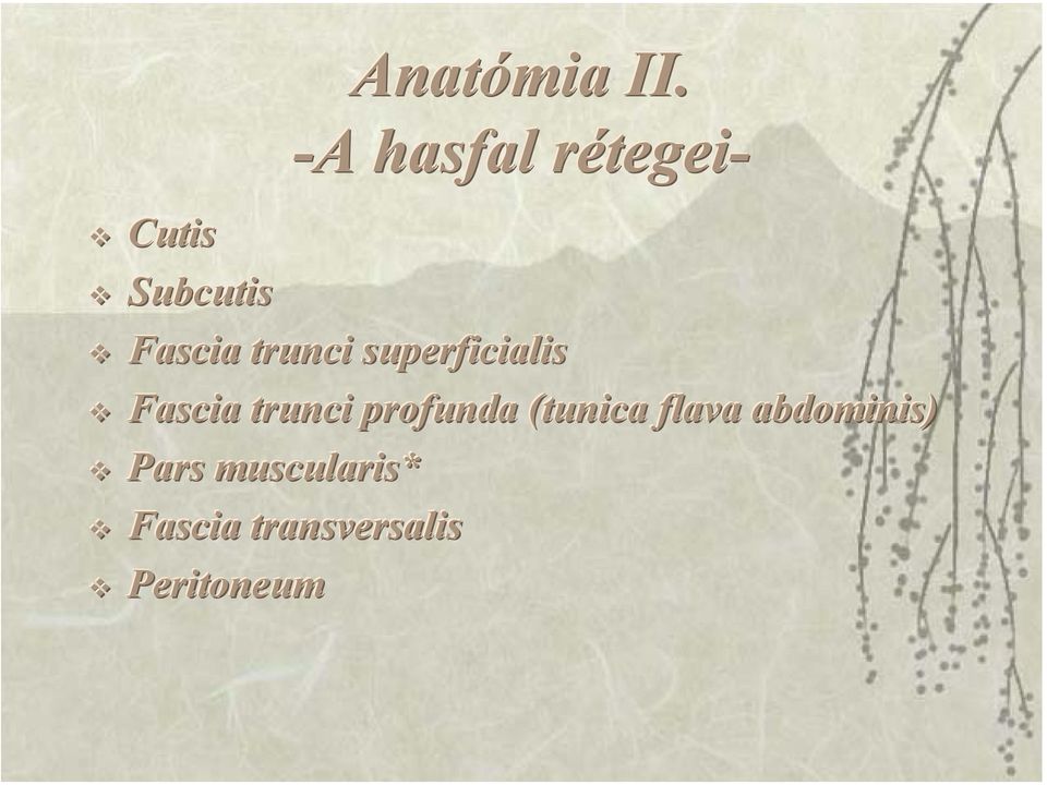 trunci superficialis Fascia trunci profunda