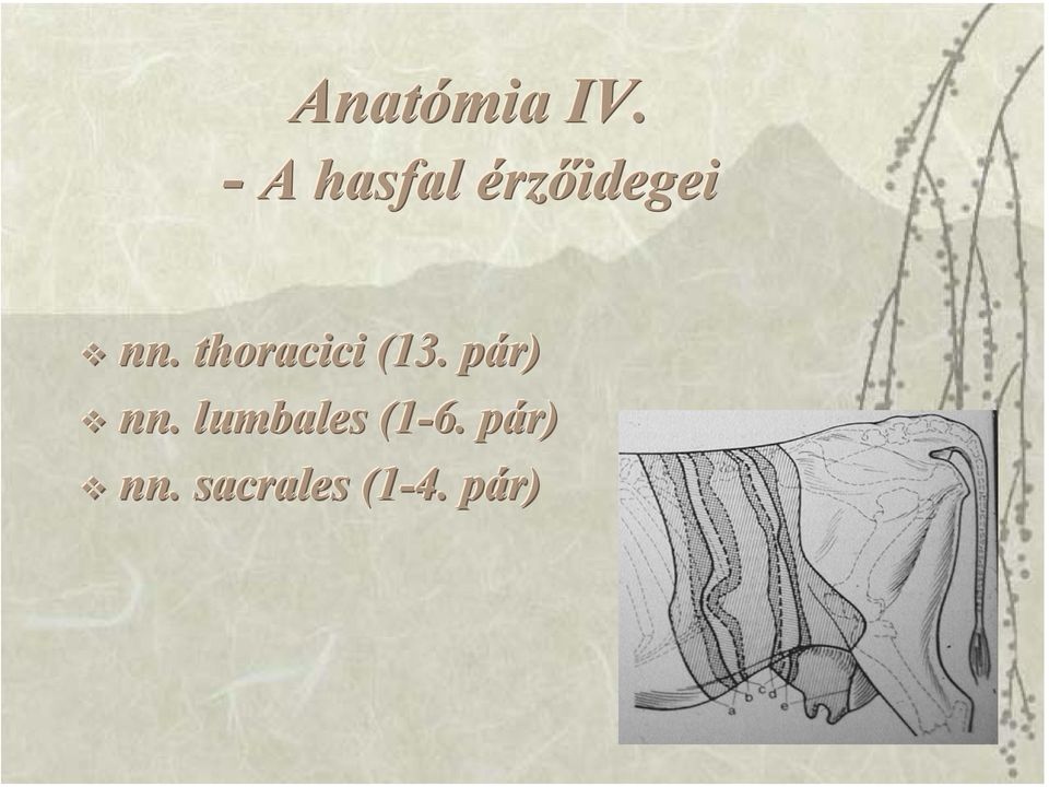 thoracici (13. pár) nn.