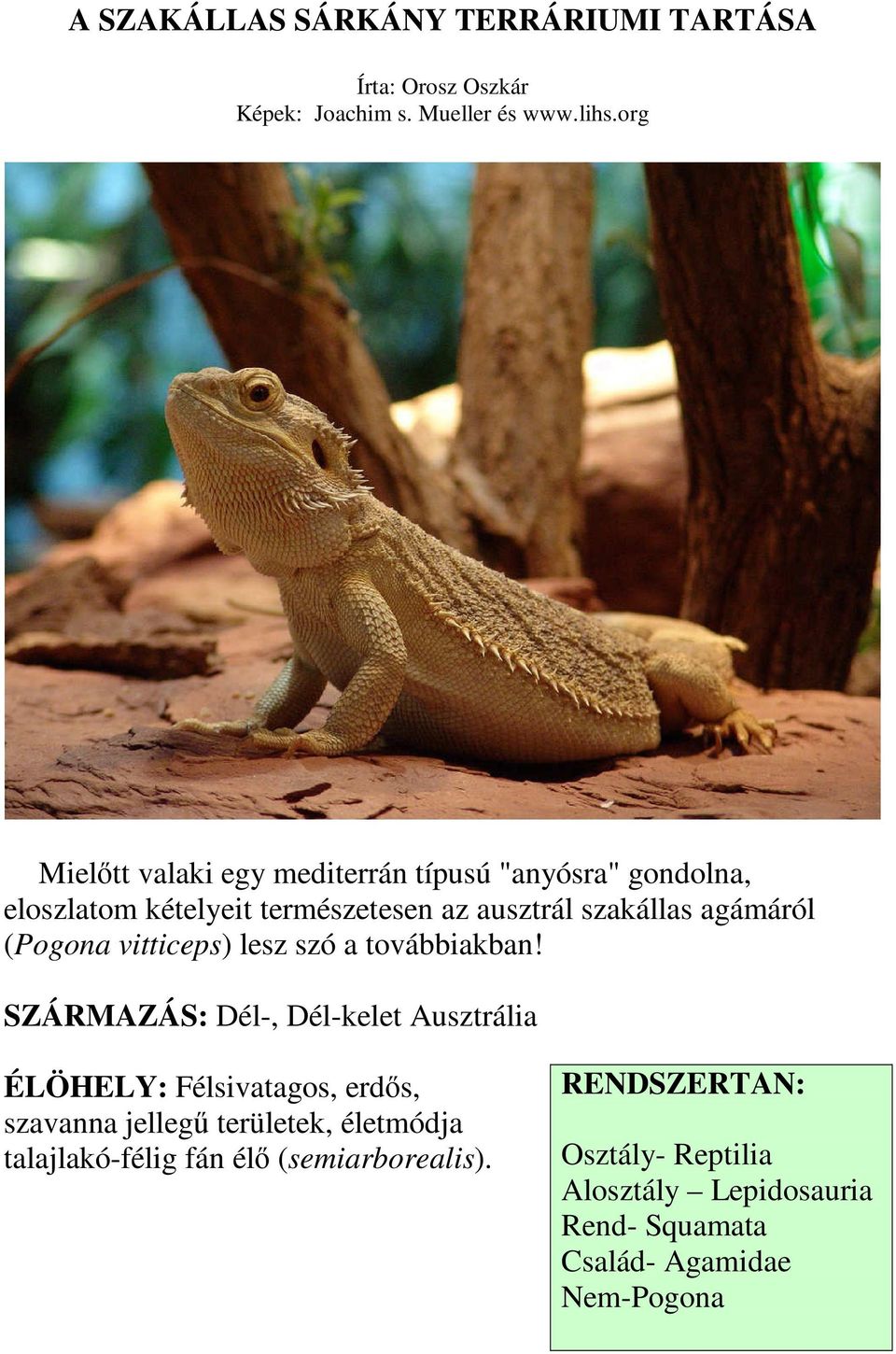 (Pogona vitticeps) lesz szó a továbbiakban!