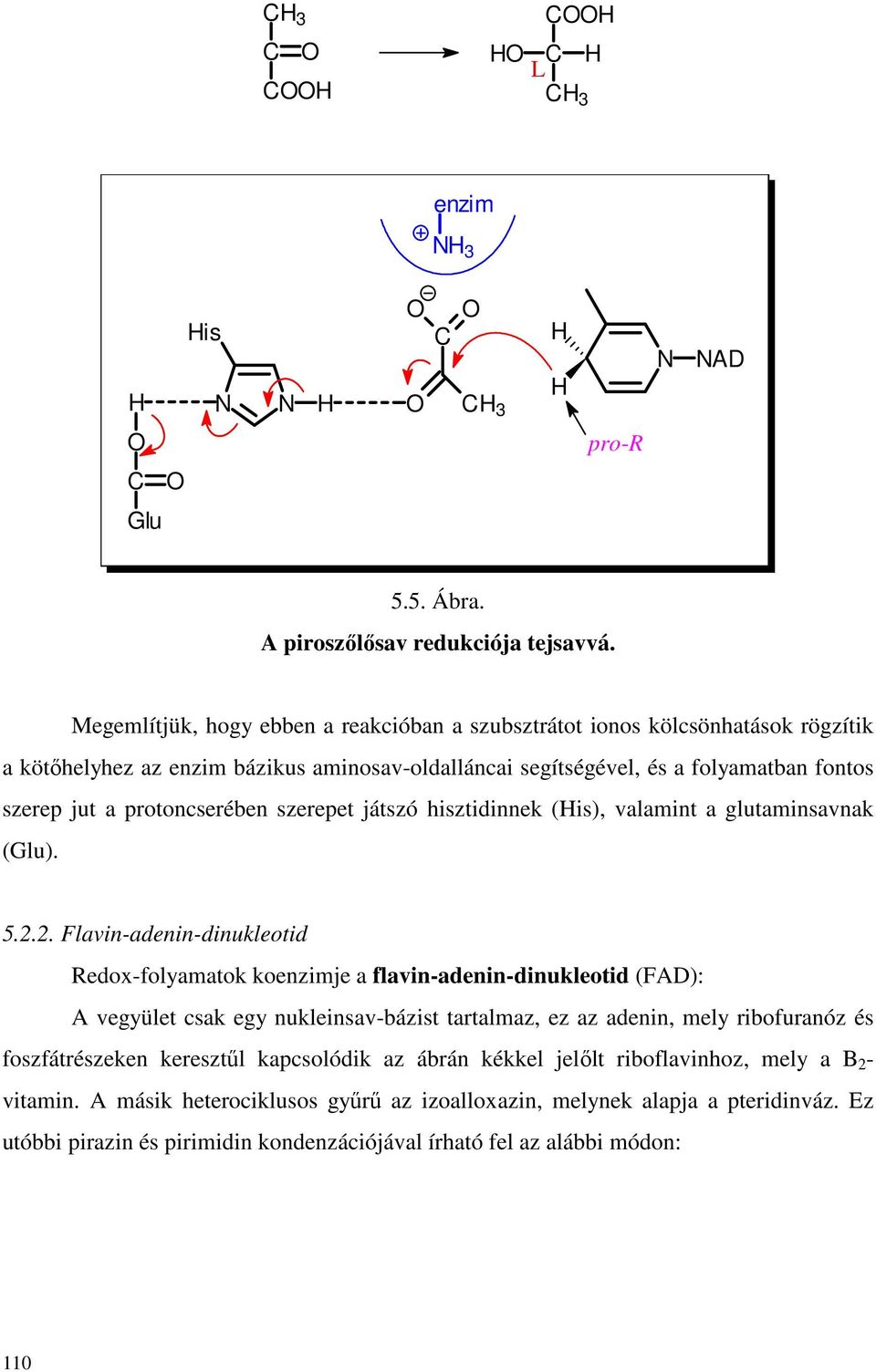 protoncserében szerepet játszó hisztidinnek (is), valamint a glutaminsavnak (Glu). 5.2.