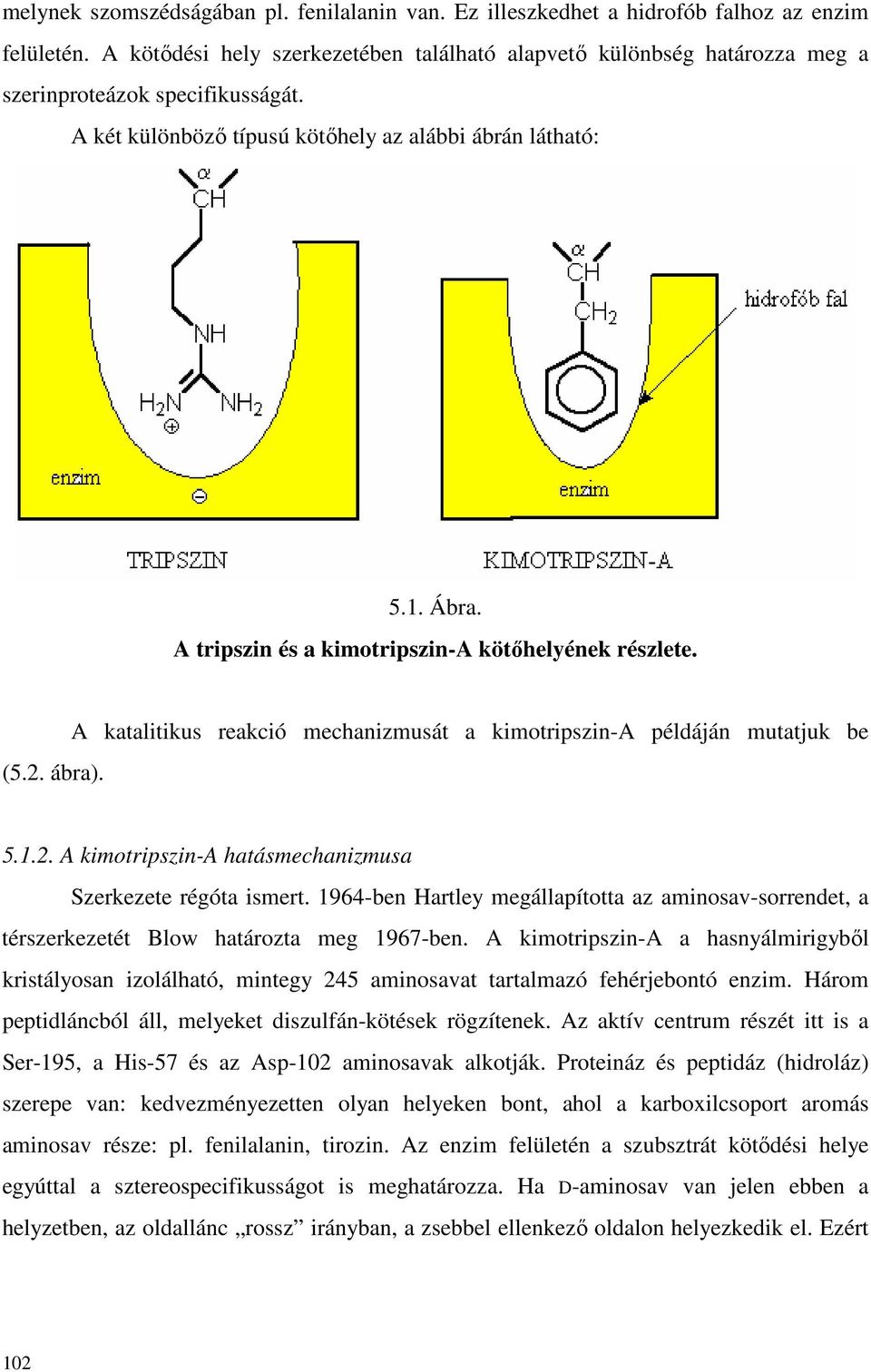 A tripszin és a kimotripszin-a kötıhelyének részlete. (5.2. ábra). A katalitikus reakció mechanizmusát a kimotripszin-a példáján mutatjuk be 5.1.2. A kimotripszin-a hatásmechanizmusa Szerkezete régóta ismert.