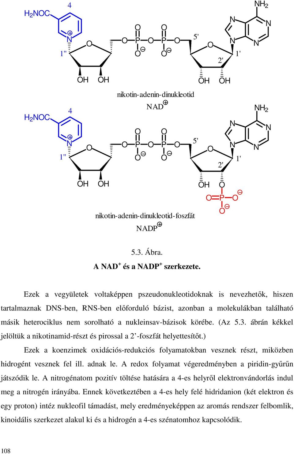 nukleinsav-bázisok körébe. (Az 5.3. ábrán kékkel jelöltük a nikotinamid-részt és pirossal a 2 -foszfát helyettesítıt.