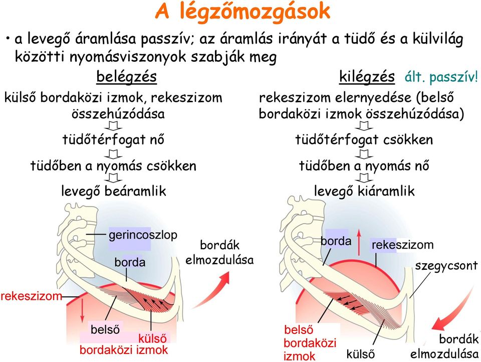 külső bordaközi izmok, rekeszizom összehúzódása rekeszizom elernyedése (belső bordaközi izmok összehúzódása) tüdőtérfogat nő