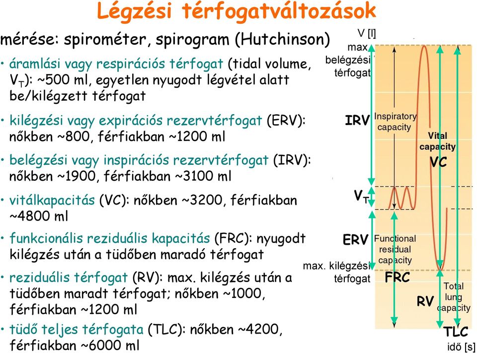 (VC): nőkben ~3200, férfiakban ~4800 ml funkcionális reziduális kapacitás (FRC): nyugodt kilégzés után a tüdőben maradó térfogat reziduális térfogat (RV): max.