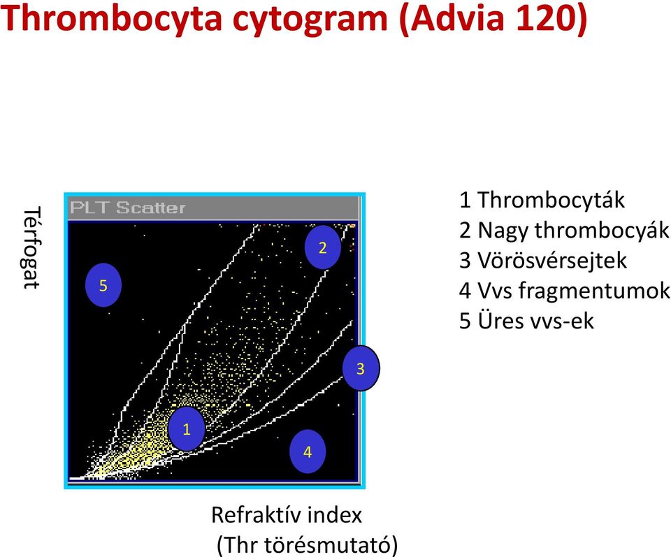 Vörösvérsejtek 4 Vvs fragmentumok 5 Üres