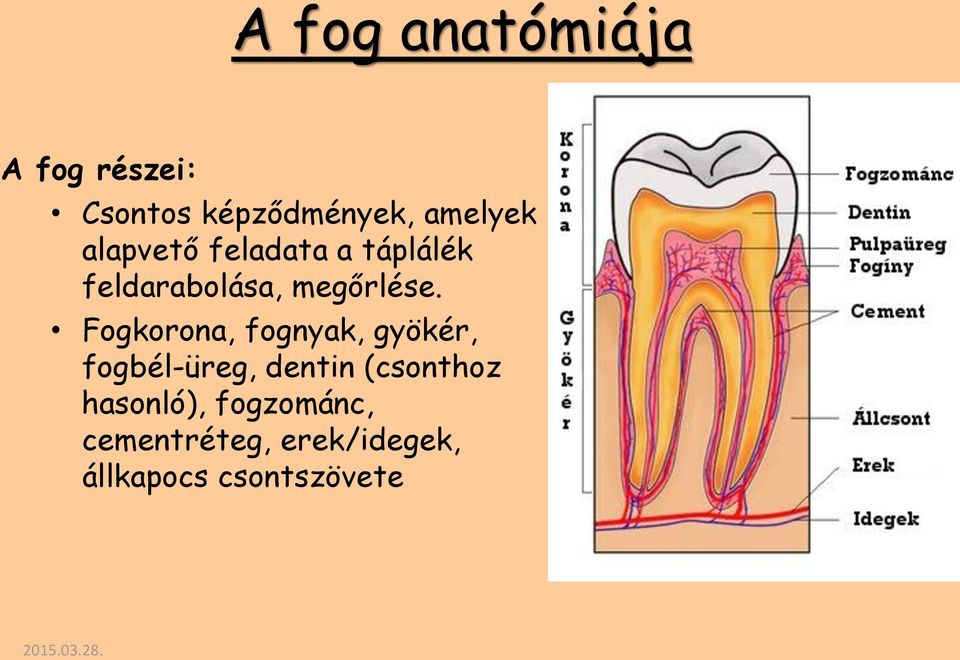 Fogkorona, fognyak, gyökér, fogbél-üreg, dentin (csonthoz
