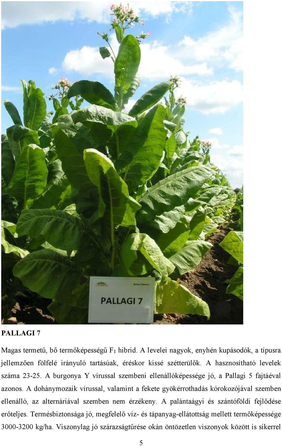 A burgonya Y vírussal szembeni ellenállóképessége jó, a Pallagi 5 fajtáéval azonos.
