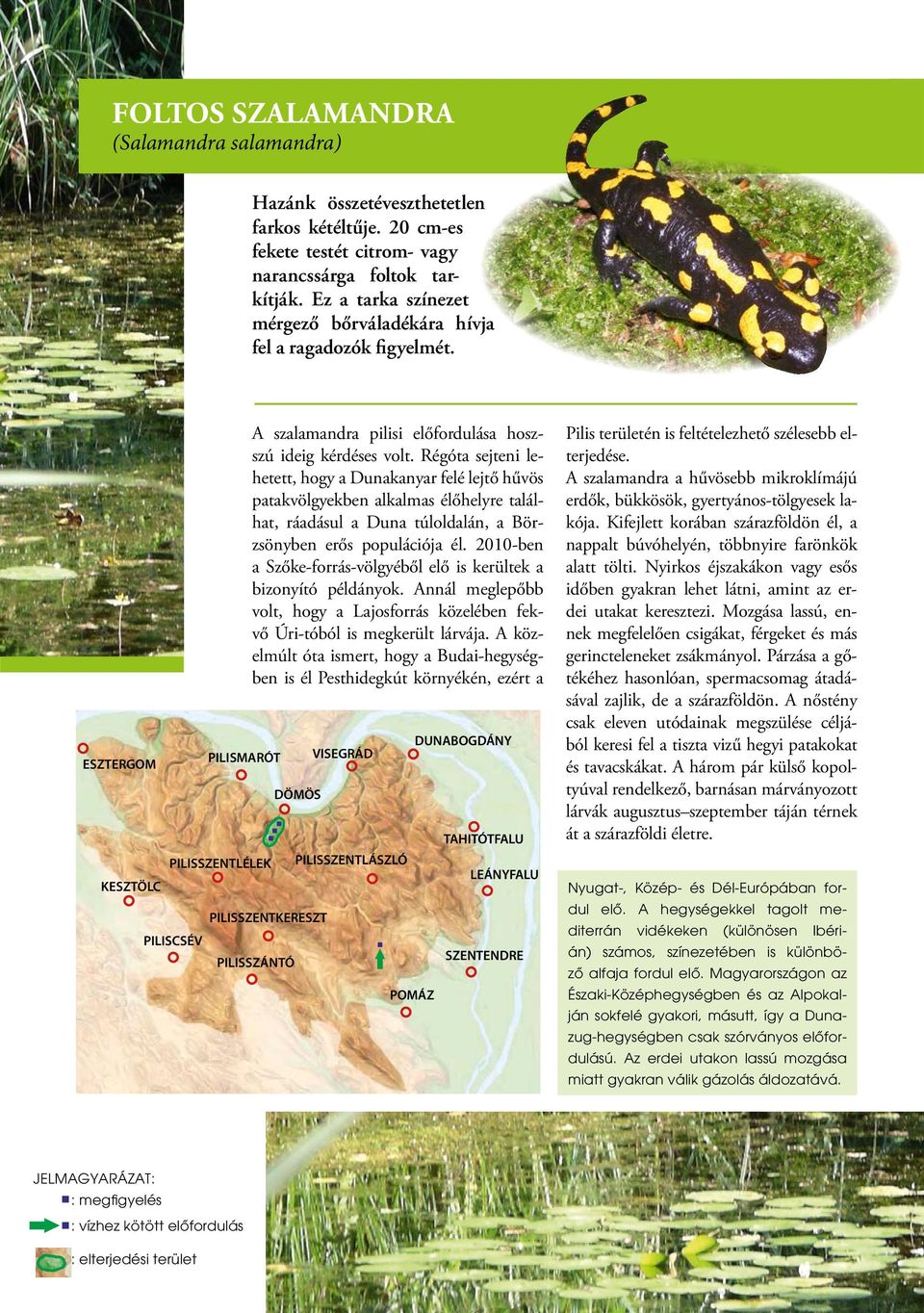 Régóta sejteni lehetett, hogy a Dunakanyar felé lejtő hűvös patakvölgyekben alkalmas élőhelyre találhat, ráadásul a Duna túloldalán, a Börzsönyben erős populációja él.