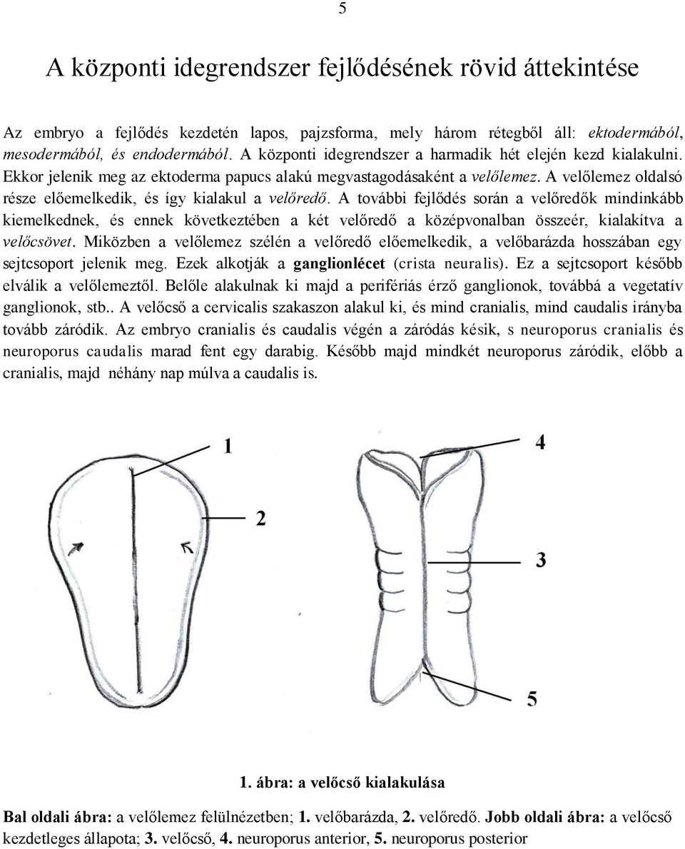 A velőlemez oldalsó része előemelkedik, és így kialakul a velőredő.