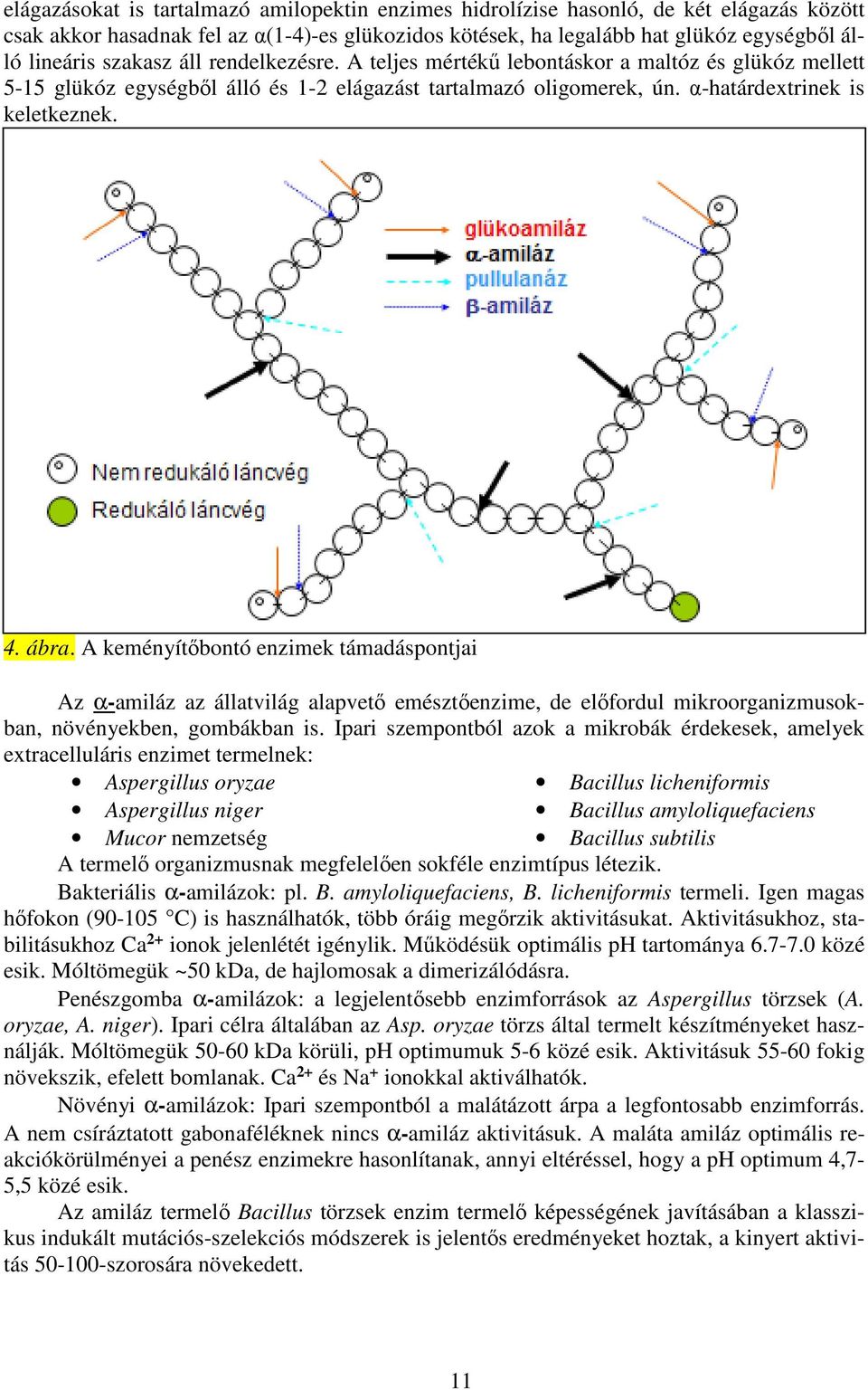 A keményítőbontó enzimek támadáspontjai Az α-amiláz az állatvilág alapvető emésztőenzime, de előfordul mikroorganizmusokban, növényekben, gombákban is.