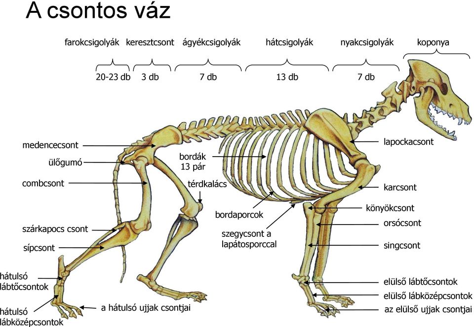 szegycsont a lapátosporccal lapockacsont karcsont könyökcsont orsócsont singcsont hátulsó lábtőcsontok