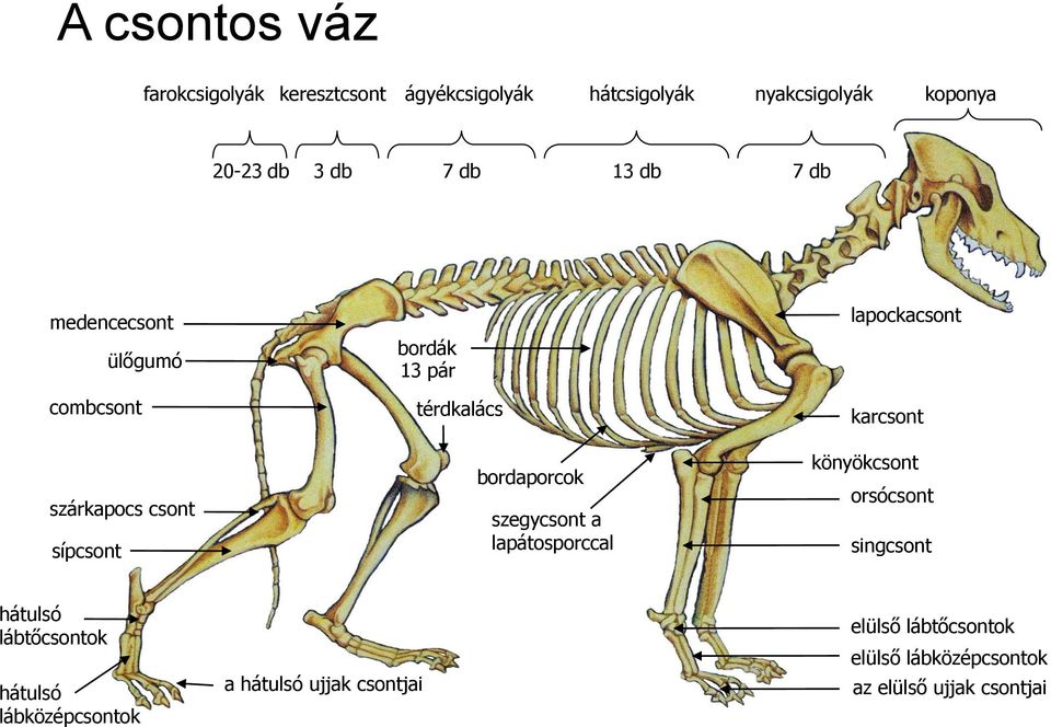 FEJEZETEK A KUTYA ANATÓMIÁJÁBÓL ÉS KÜLLEMTANÁBÓL - PDF Ingyenes letöltés