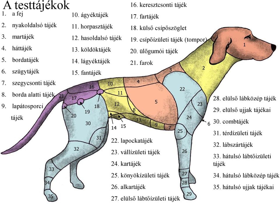 csípőízületi tájék (tompor) 20. ülőgumói tájék 21. farok 22. lapockatájék 23. vállízületi tájék 24. kartájék 25. könyökízületi tájék 26. alkartájék 27.