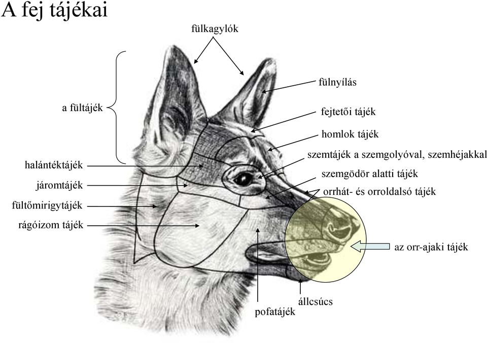 tájék szemtájék a szemgolyóval, szemhéjakkal szemgödör alatti