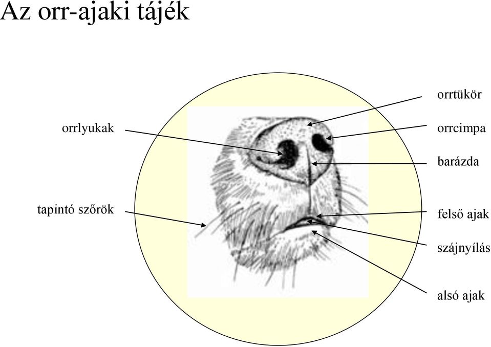 orrcimpa barázda tapintó