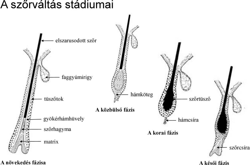 gyökérhámhüvely szőrhagyma matrix A közbülső