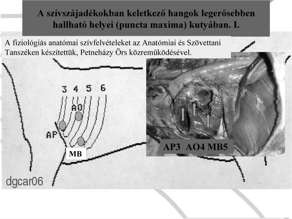 A fiziológiás anatómai szívfelvételeket az Anatómiai és