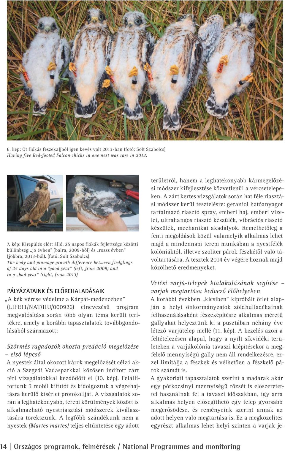 (fotó: Solt Szabolcs) The body and plumage growth difference between fledglings of 25 days old in a "good year (left, from 2009) and in a bad year (right, from 2013) Pályázataink és előrehaladásaik A