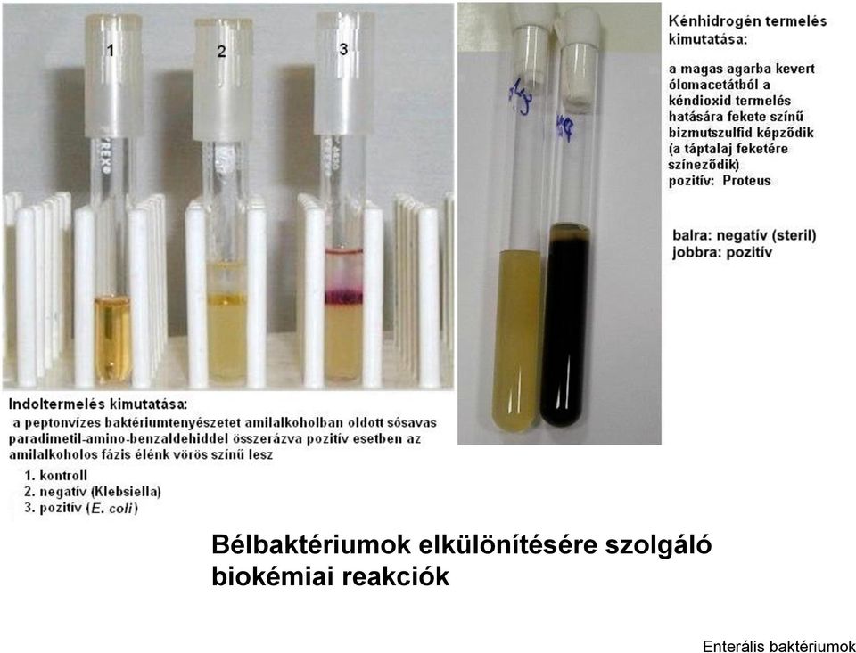 szolgáló biokémiai