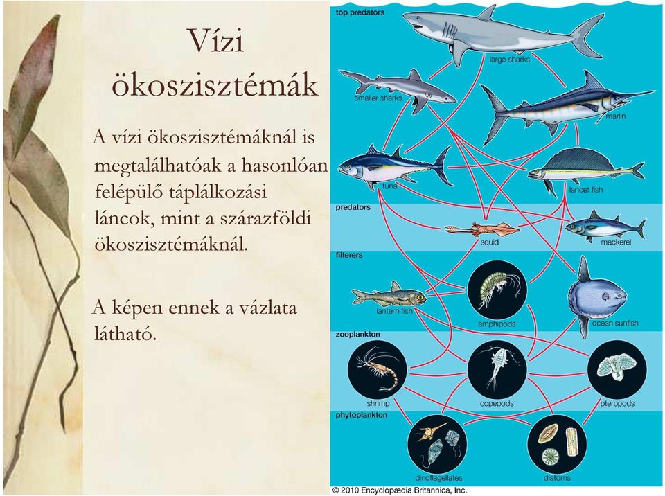 táplálkozási láncok, mint a szárazföldi