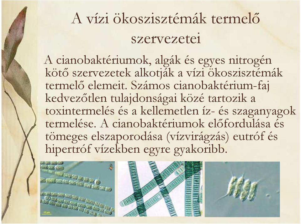Számos cianobaktérium-faj kedvezőtlen tulajdonságai közé tartozik a toxintermelés és a kellemetlen