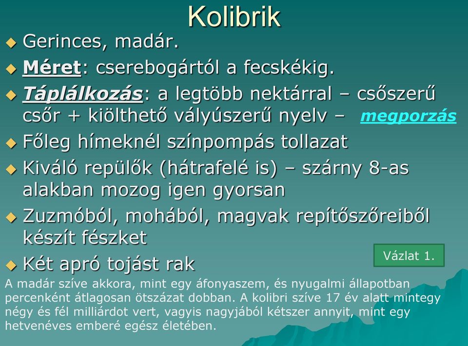 (hátrafelé is) szárny 8-as alakban mozog igen gyorsan Zuzmóból, mohából, magvak repítőszőreiből készít fészket Vázlat 1.