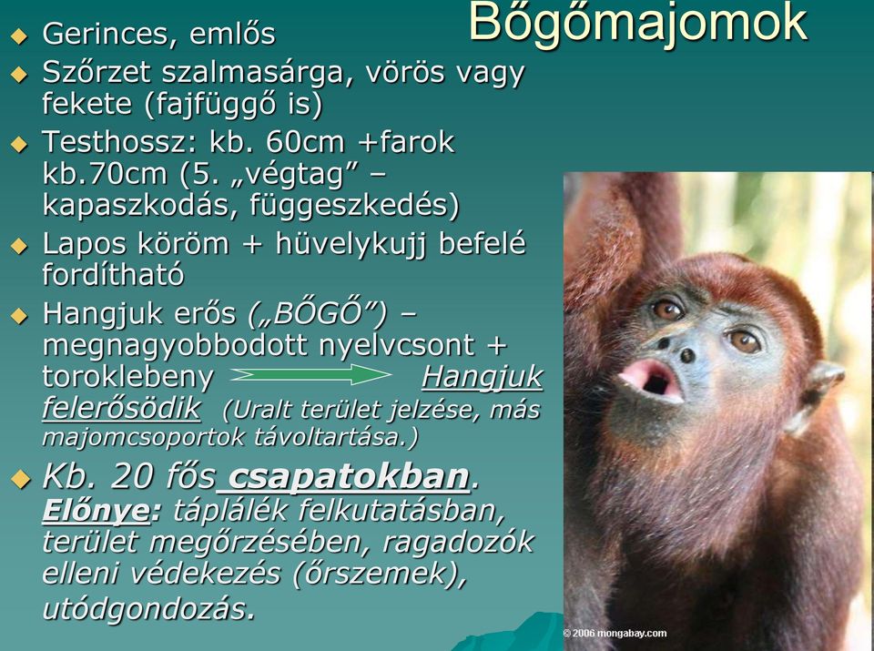nyelvcsont + toroklebeny Bőgőmajomok Hangjuk felerősödik (Uralt terület jelzése, más majomcsoportok távoltartása.
