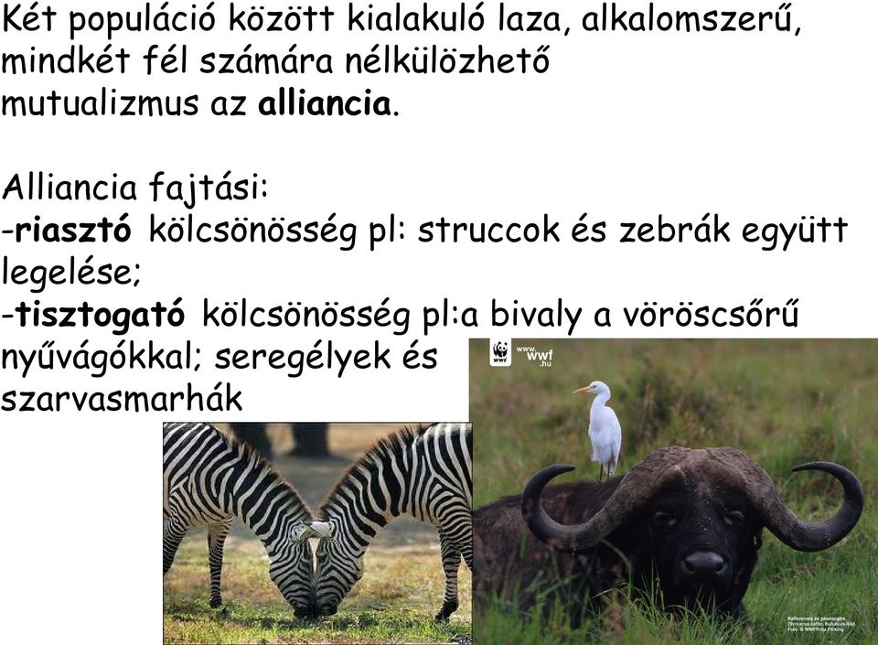 Alliancia fajtási: -riasztó kölcsönösség pl: struccok és zebrák együtt
